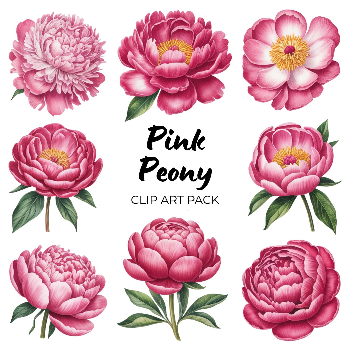 Pink Peony Clipart Pack PLR